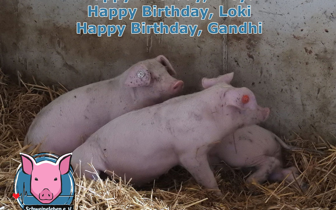 Unsere Schweine: Happy Birthday 2021