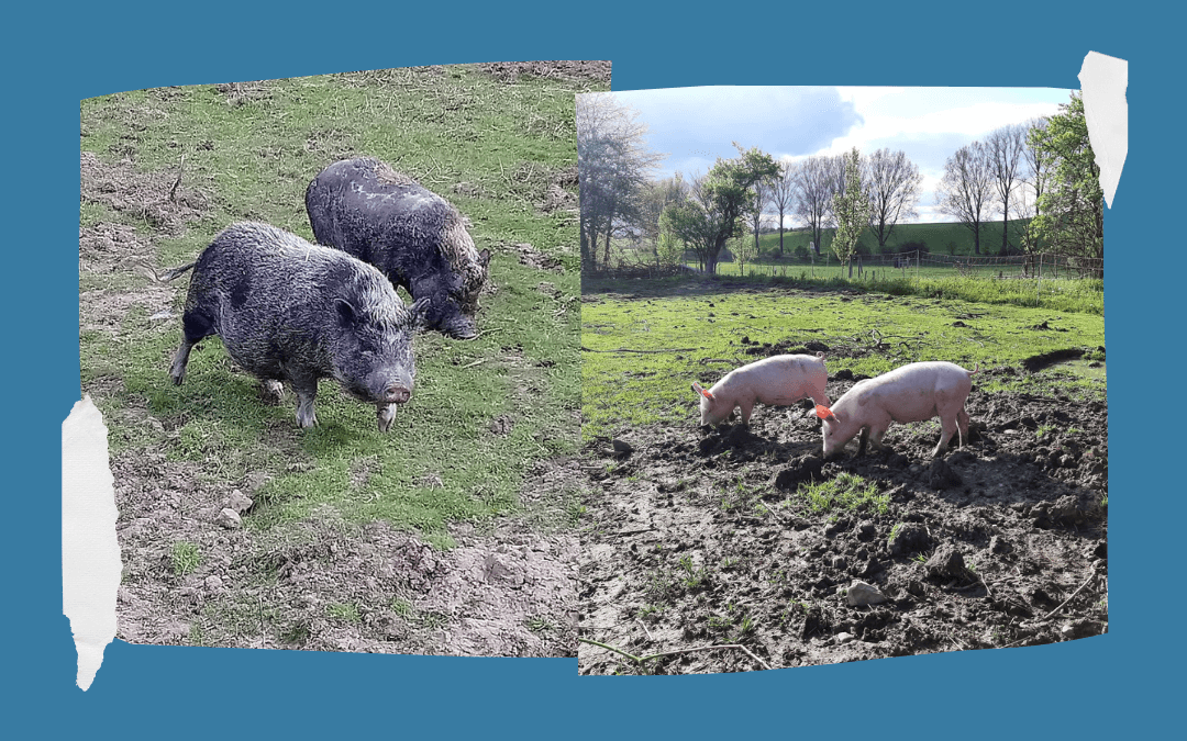 Minischweine und Großschweinferkel vom Hof198