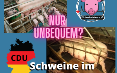 CDU: Der Kastenstand für Schweine ist „unbequem“