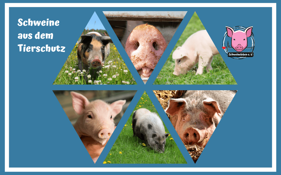 Schweine als Heimtiere -  Aus dem Tierschutz