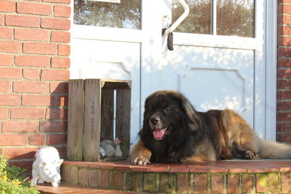 Leonberger von Jutta Kosmala