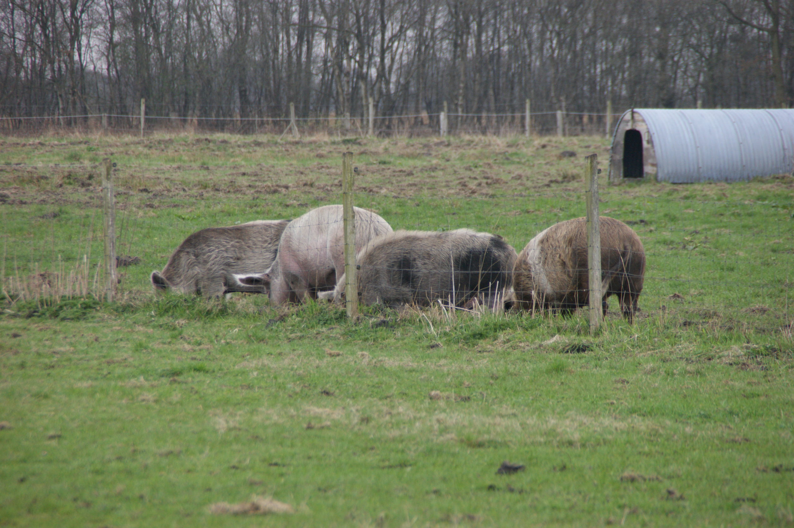 Schweineparadies in Eversmeer von Sabine Duda