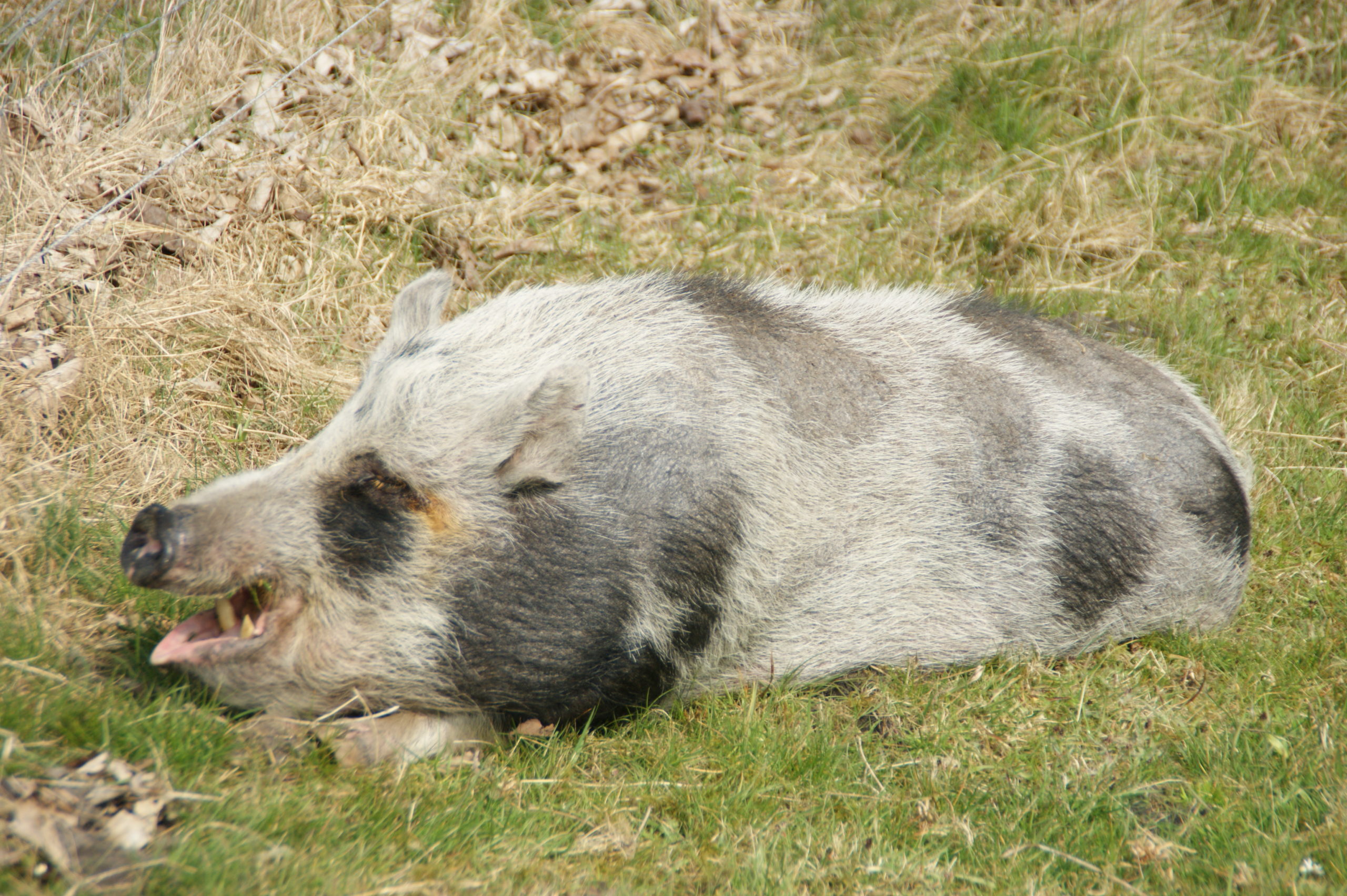 Schweineparadies Minischwein