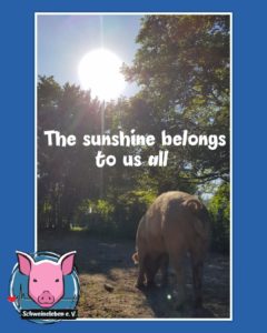 Sunshine belongs to us - Schweine unter der Sonne