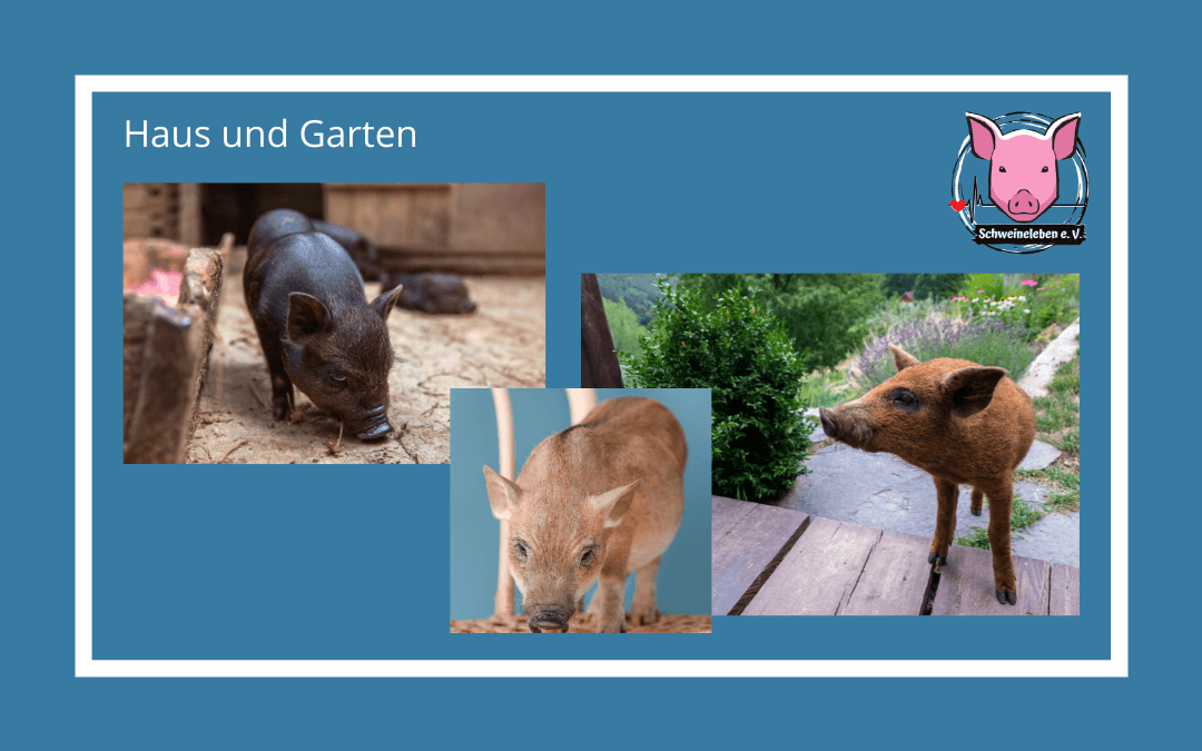 Schweine halten - Haus und Garten