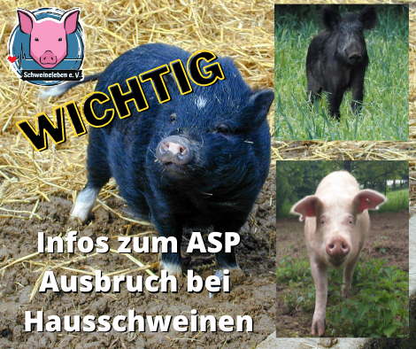 Wichtige Infos zur Afrikanischen Schweinepest (ASP) bei Hausschweinen