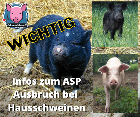 Afrikanische Schweinepest bei Hausschweinen