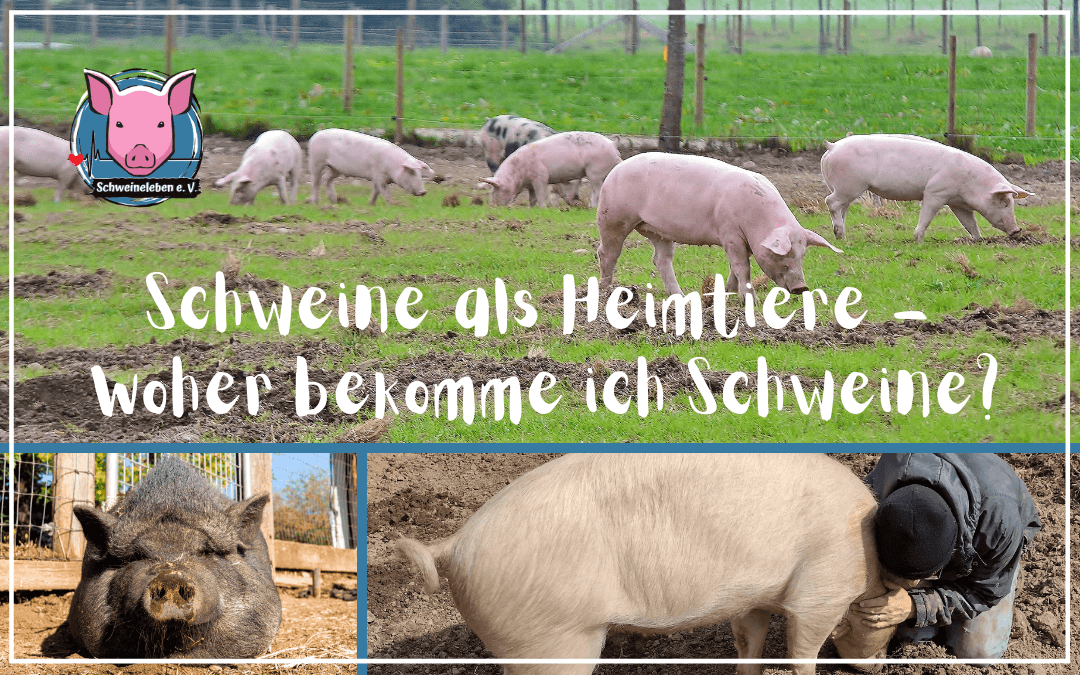 Schweine als Heimtiere - Woher nehmen, wenn nicht stehlen?