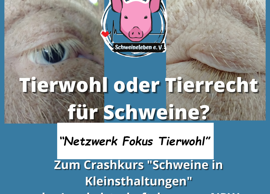 Tierwohl oder Tierrecht für Schweine