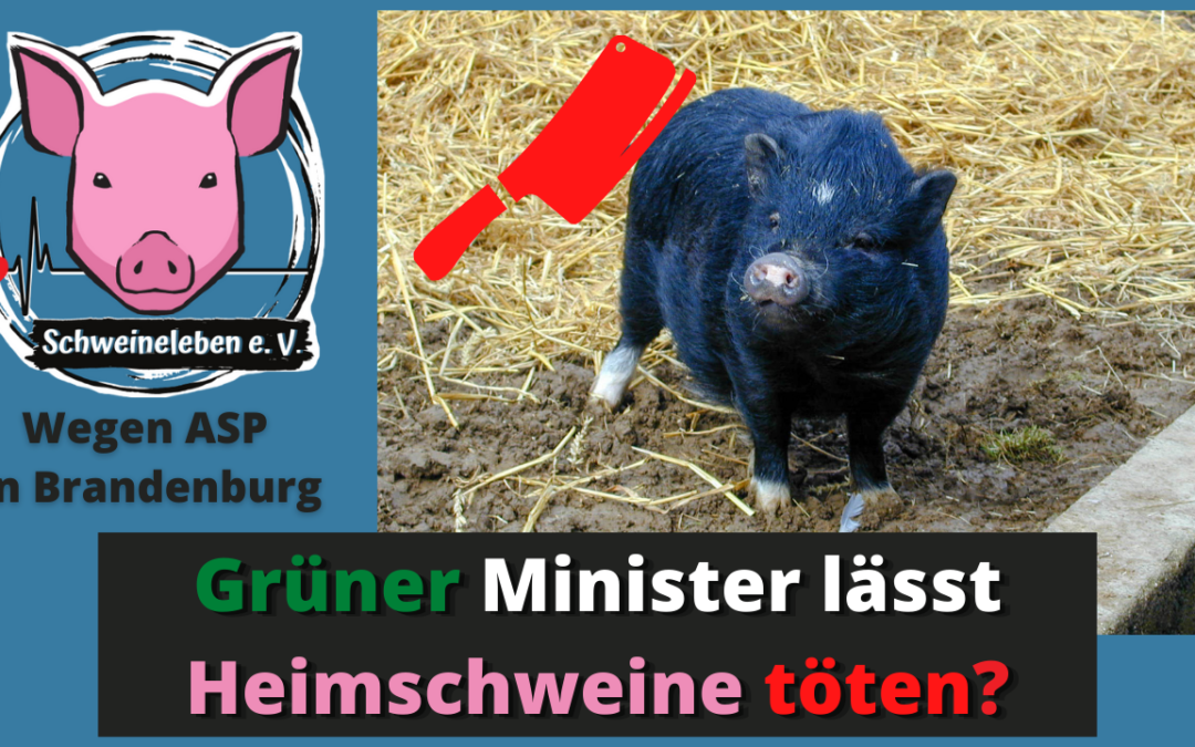 Lässt ein Grüner Minister Heimschweine töten?