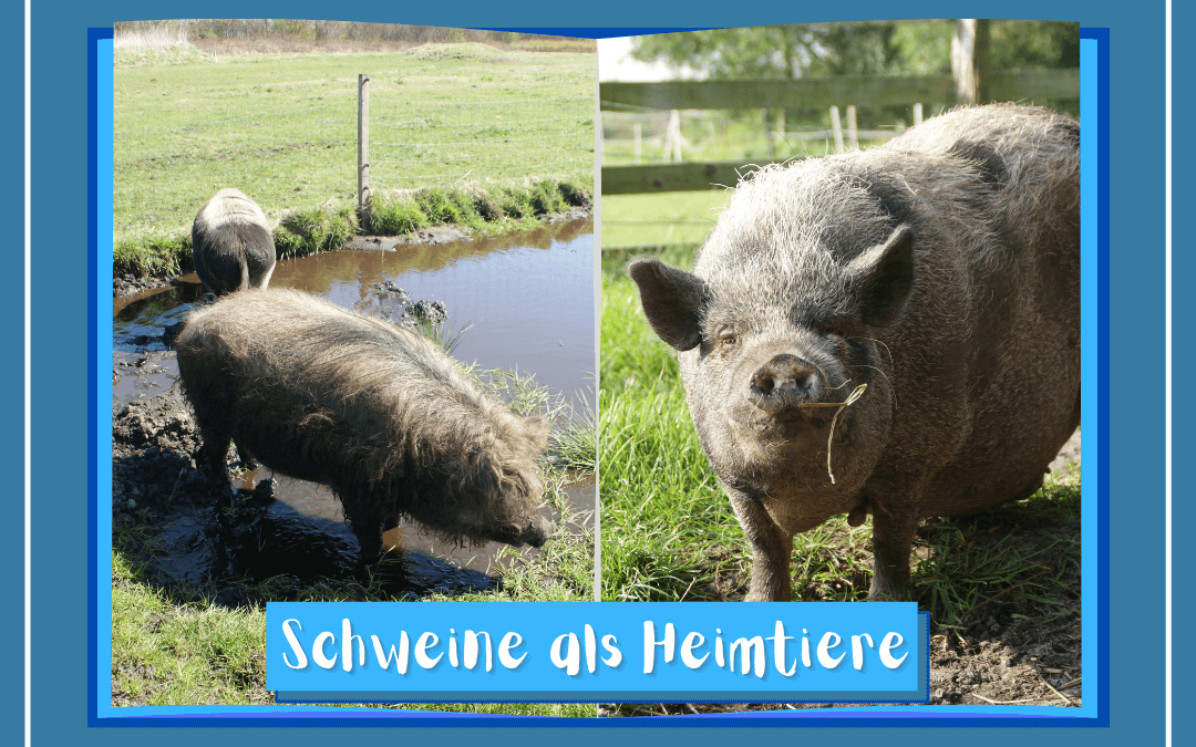 Schweineinformationen