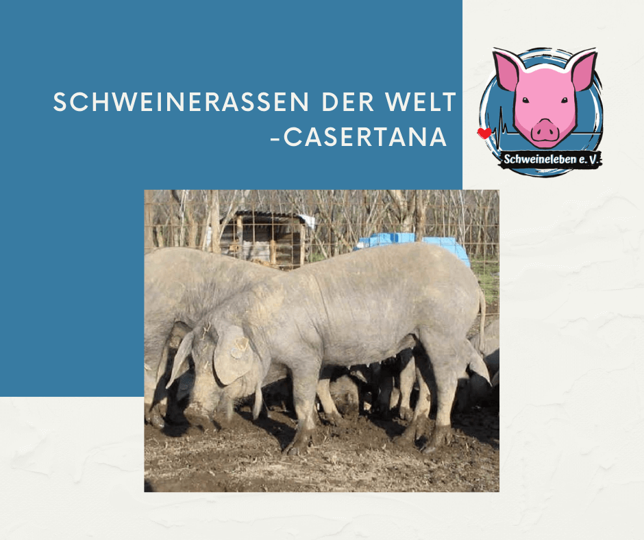 schweinerassen_casertana Schweinerassen der Welt - Casertana