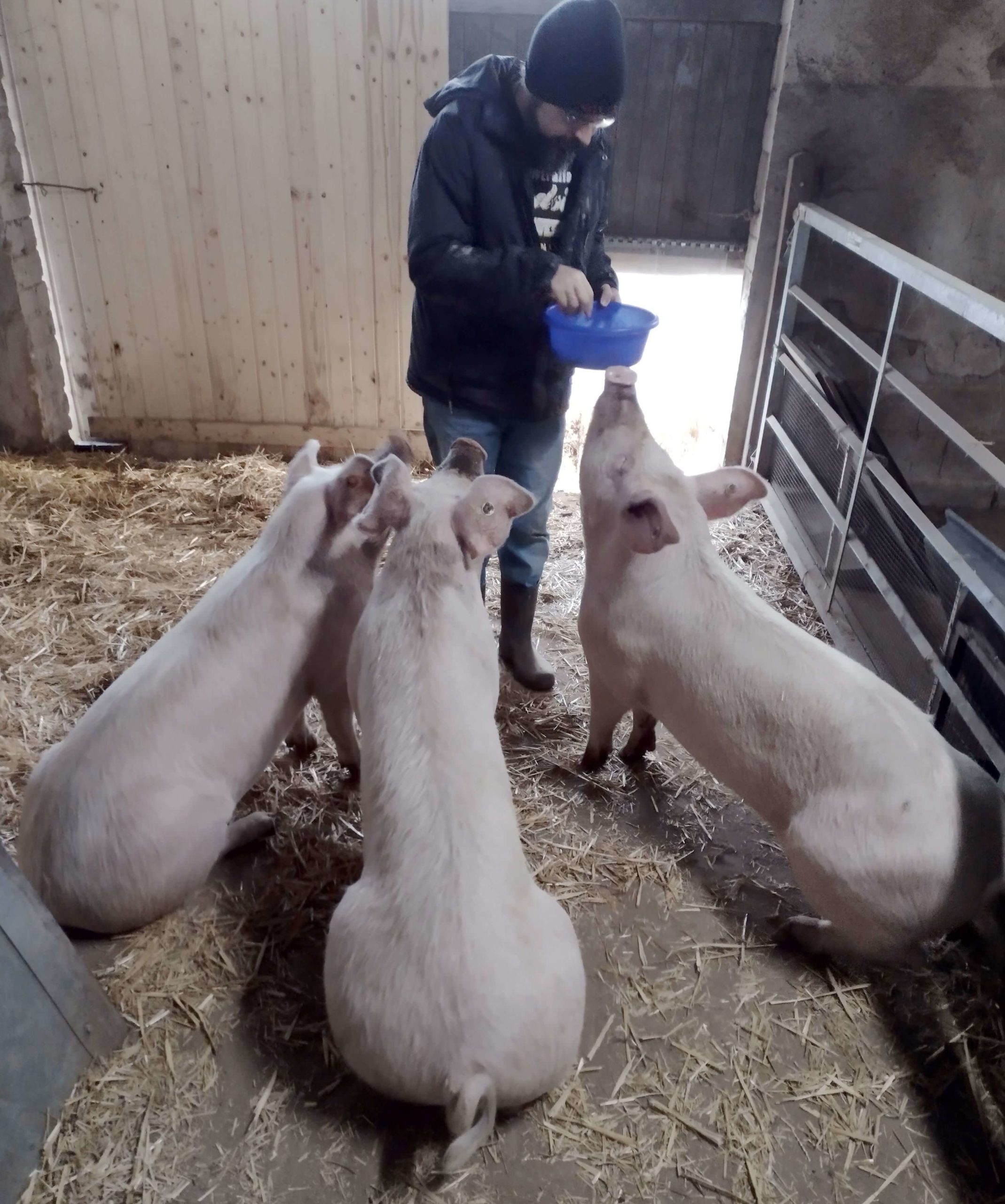 Jörg mit den Schweinen im Stall