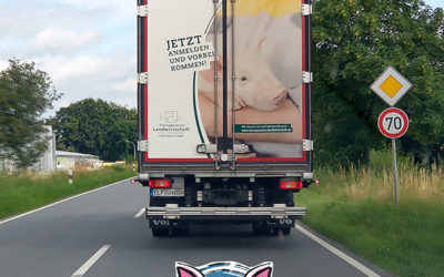 Die Autobahn A 31 und die Qualen der Schweine