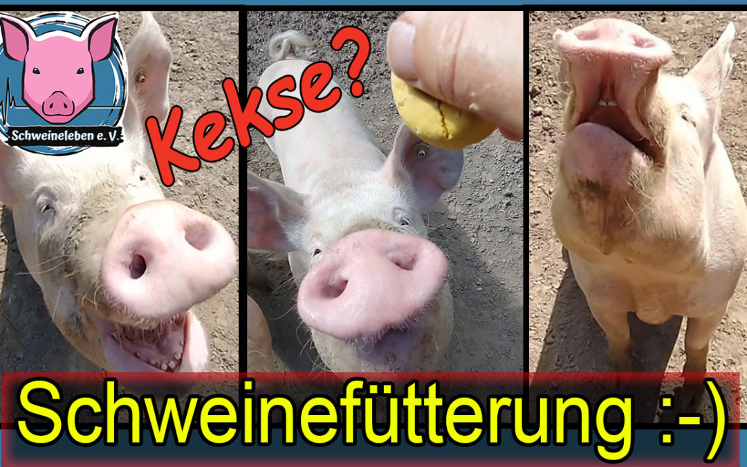 Drei Schweine am Nachmittag