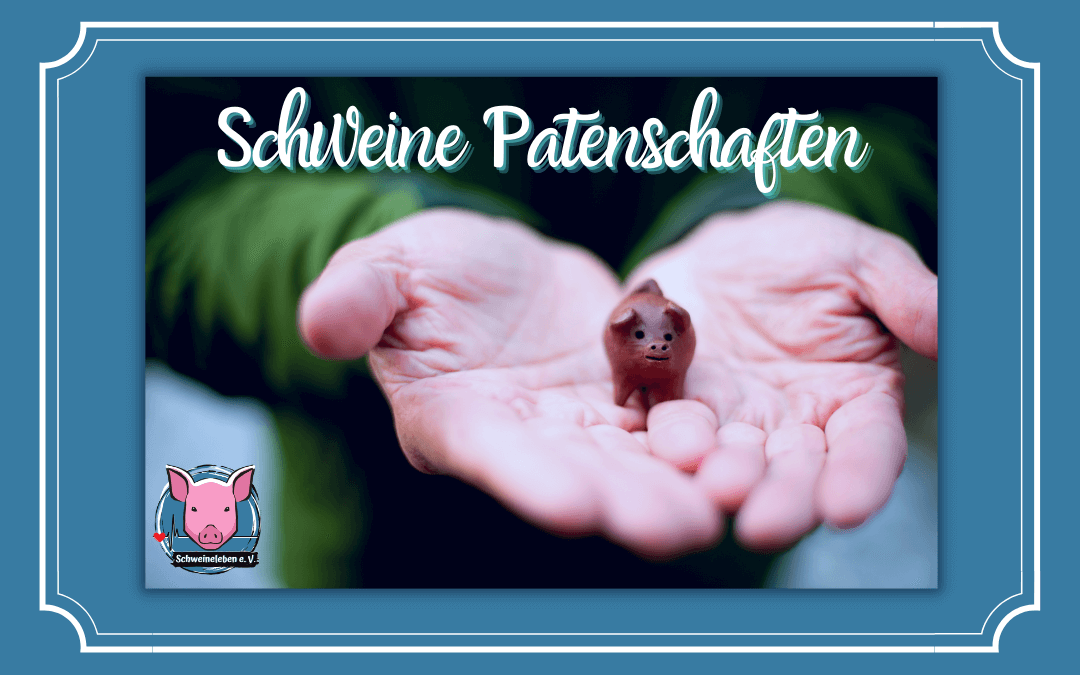 Schweine Patenschaften