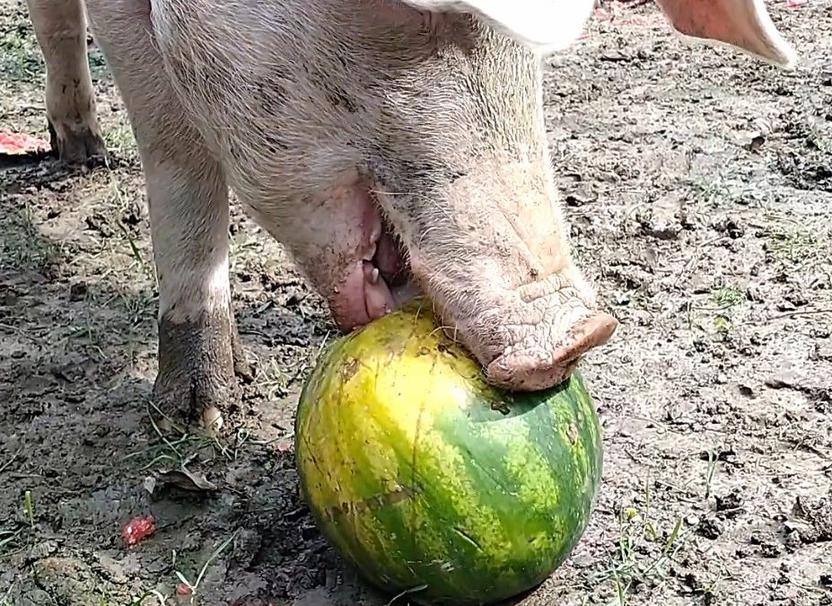 Loki und die Wassermelone
