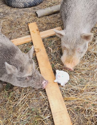 Sissi und Franzl - Minischweine von Isabel und Thomas aus Österreich