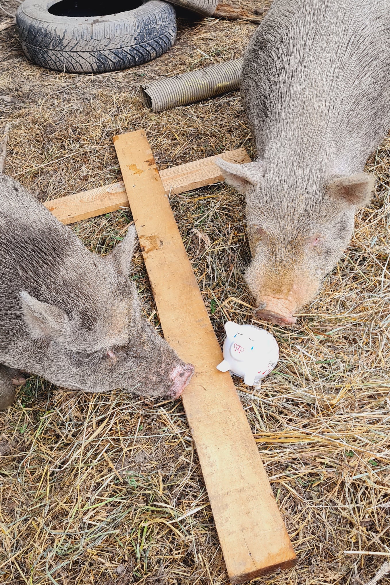 Sissi und Franzl - Minischweine von Isabel und Thomas aus Österreich