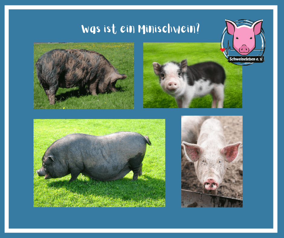 Schweine als Heimtiere - Was ist ein Minischwein?