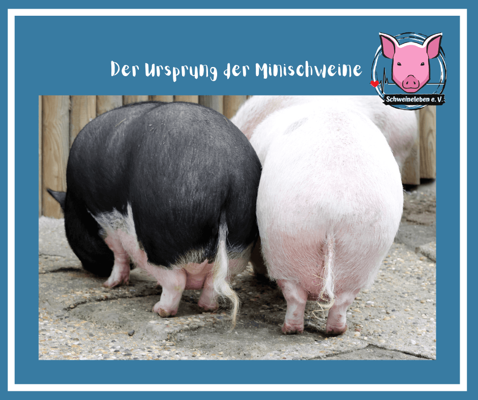 Schweine als Heimtiere - Entstehung der Minischweine