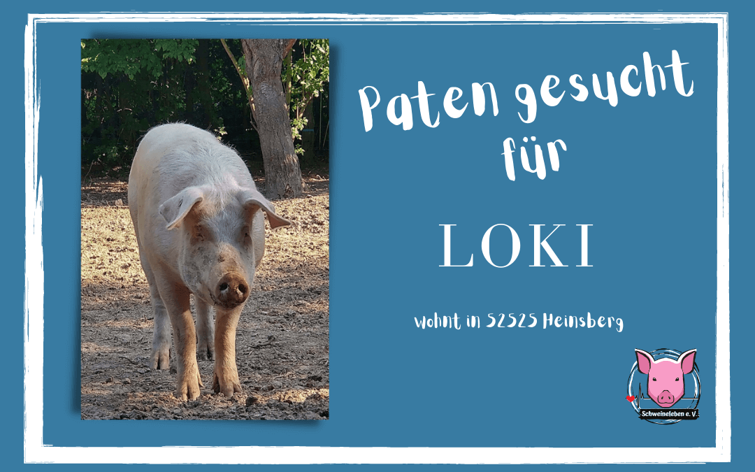 Patenschaftsfreitag - Unser Loki stellt sich vor