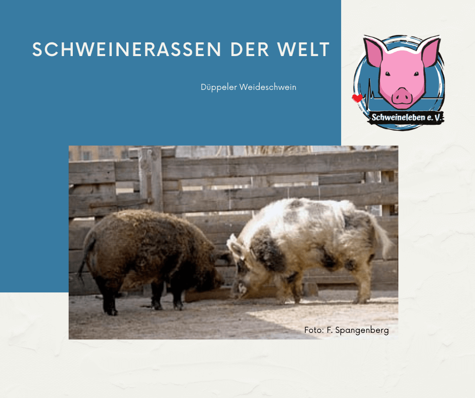 Schweinerassen der Welt - Deutsches Düppeler Weideschwein