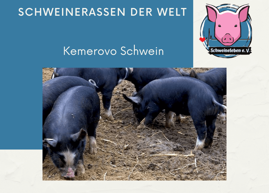 Schweinerassen der Welt - Kemerovo Schwein