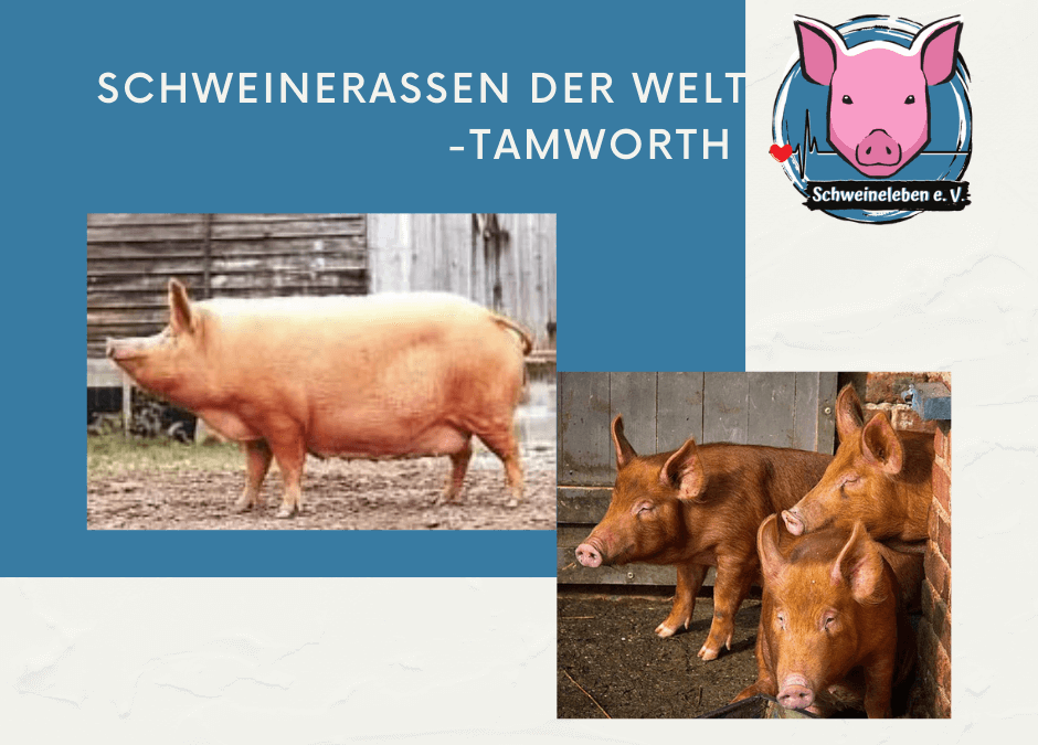 Schweinerassen der Welt - Tamworth