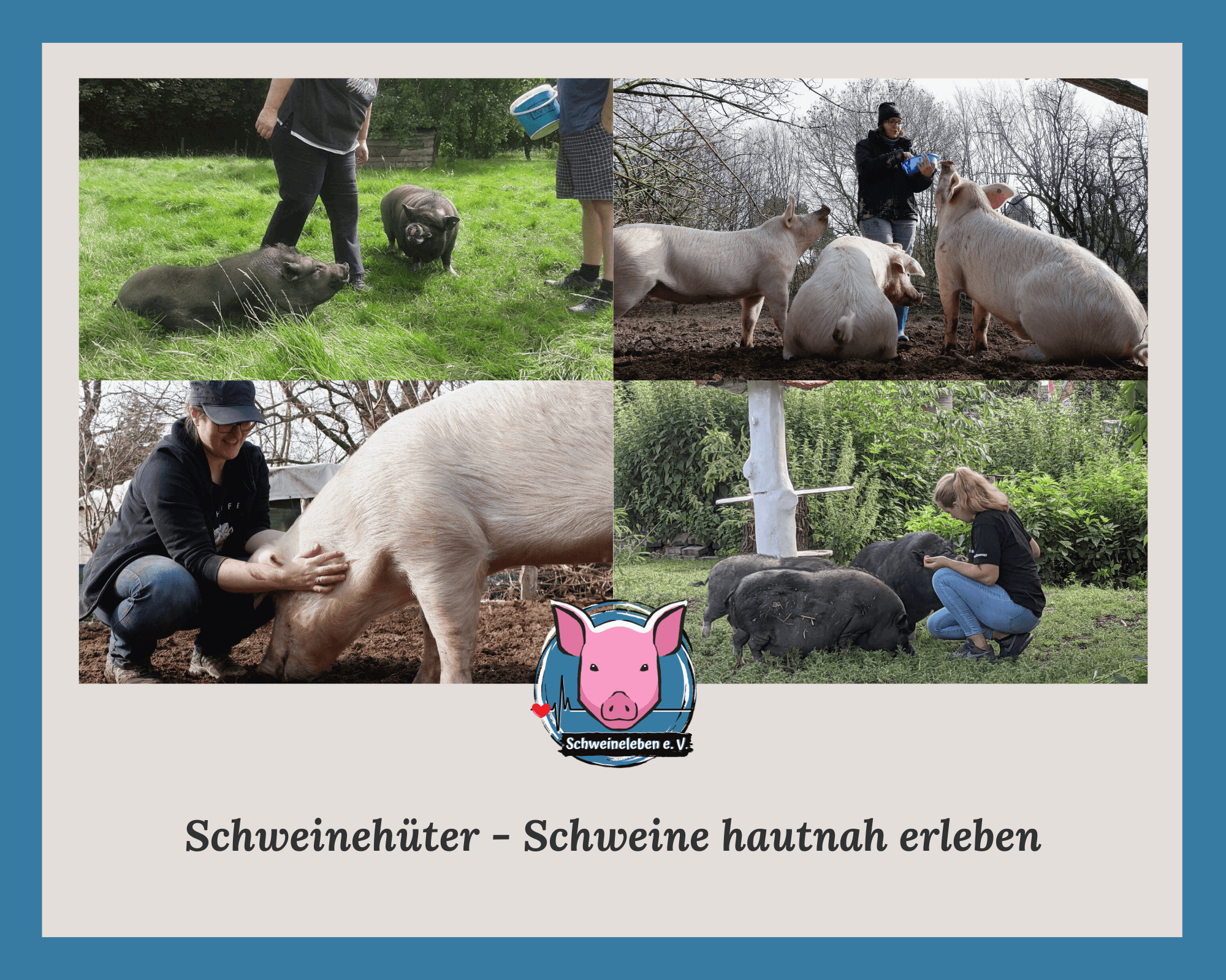 Schweine erleben - Schweinehüter