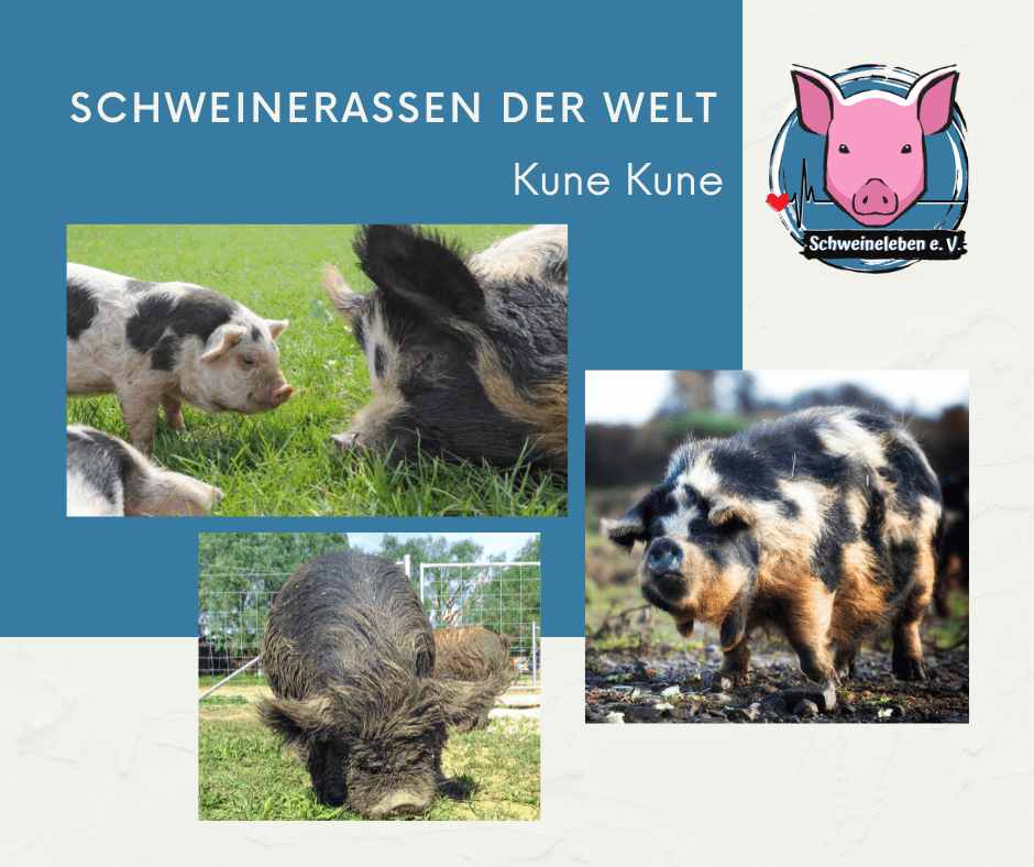 Schweinerassen der Welt - Kune Kune