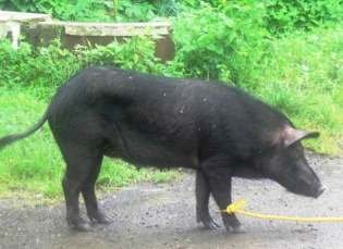 Schweinerassen der Welt - Andaman-Desi