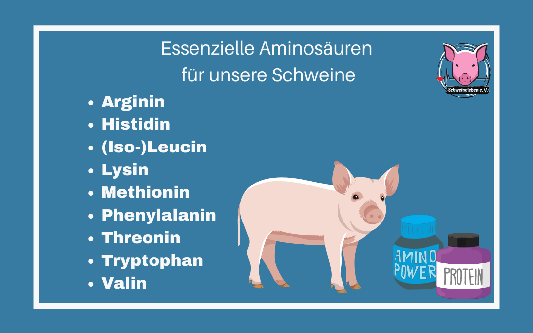 Schweine als Heimtiere - Essenzielle Aminosäuren