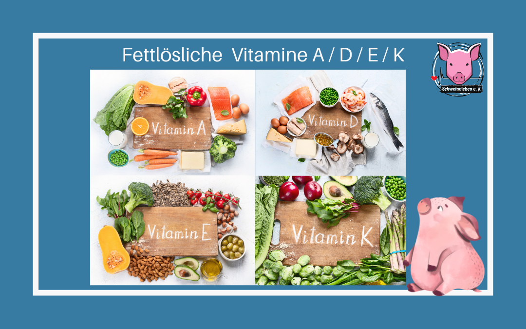 Schweine als Heimtiere - Schweinefutter - fettlösliche Vitamine