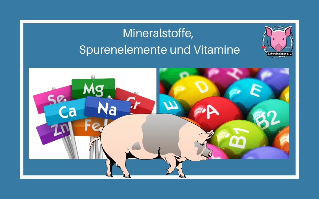 Schweine als Heimtiere - Mineralstoffe, Spurenelemente, Vitamine