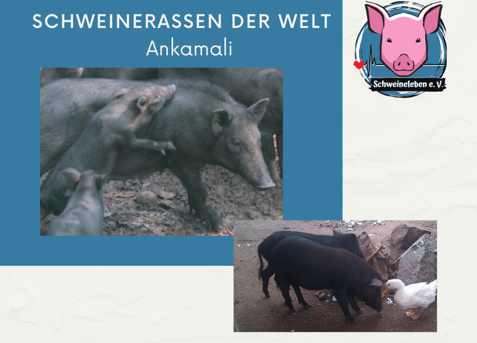 Schweinerassen der Welt - Ankamali