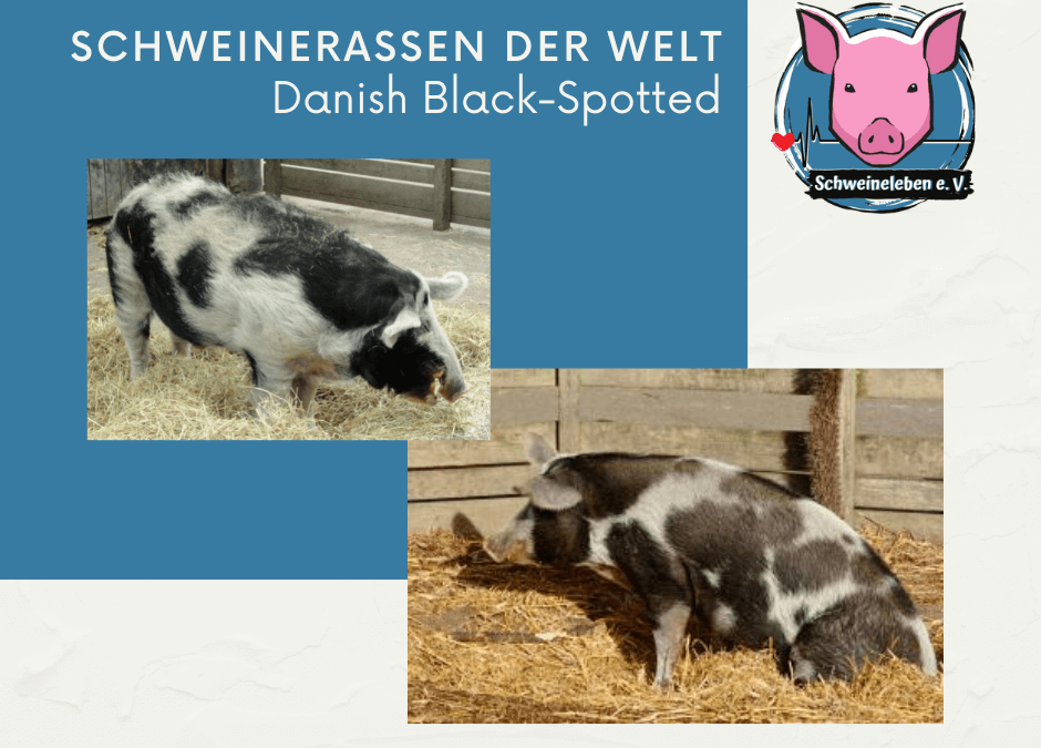 Schweinerassen der Welt - Danish Black-Spotted