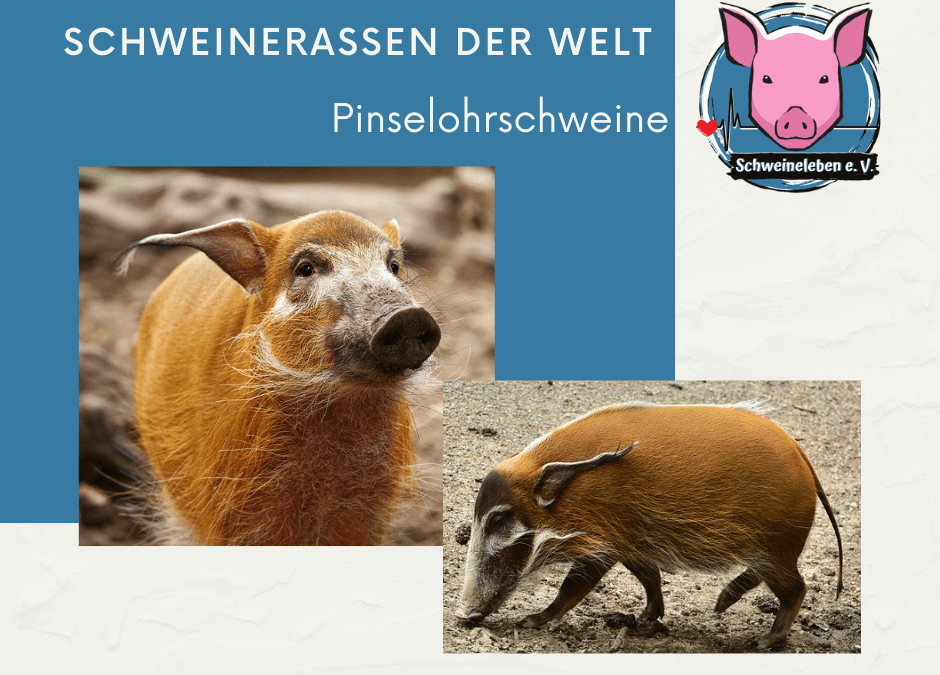 Schweinerassen der Welt - Pinselohrschwein