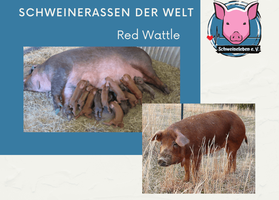 Schweinerassen der Welt - Red Wattle