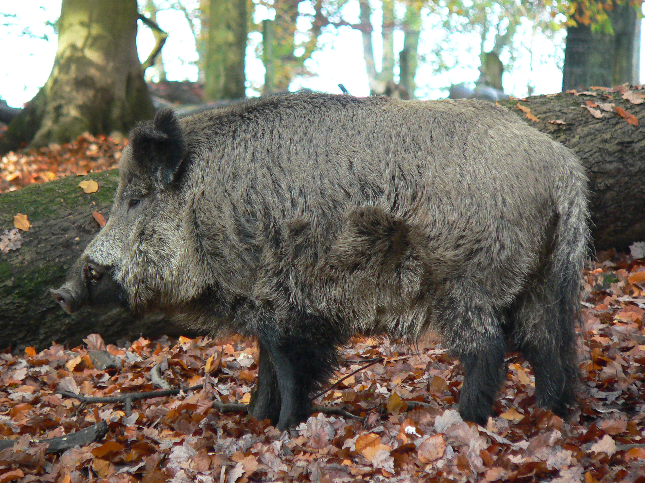 Wildschwein Keiler