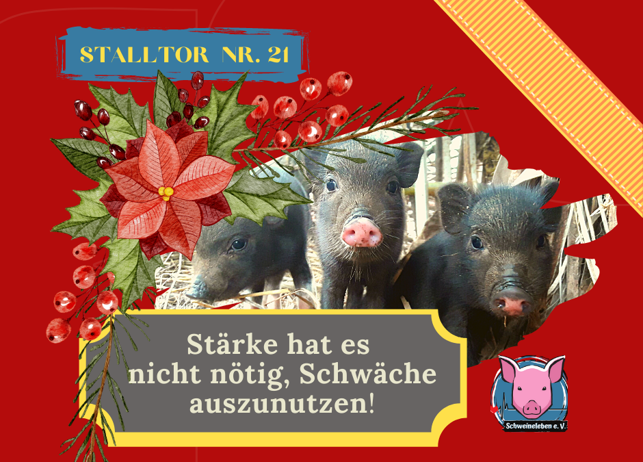 Schweineleben – Adventskalender: Stalltor Nr. 21