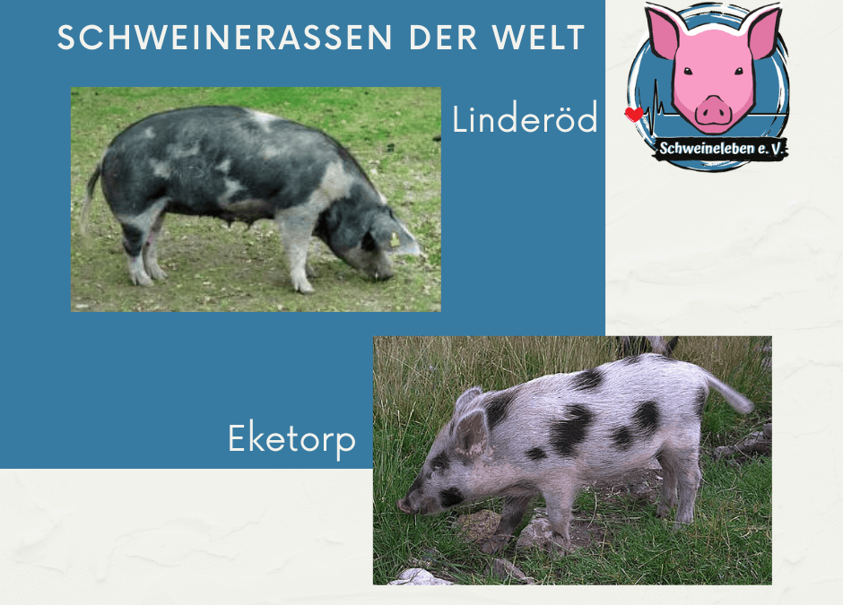 Schweinerassen der Welt - Eketorp und Linderöd Schweine