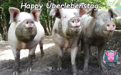 Das Deutsche Normschwein