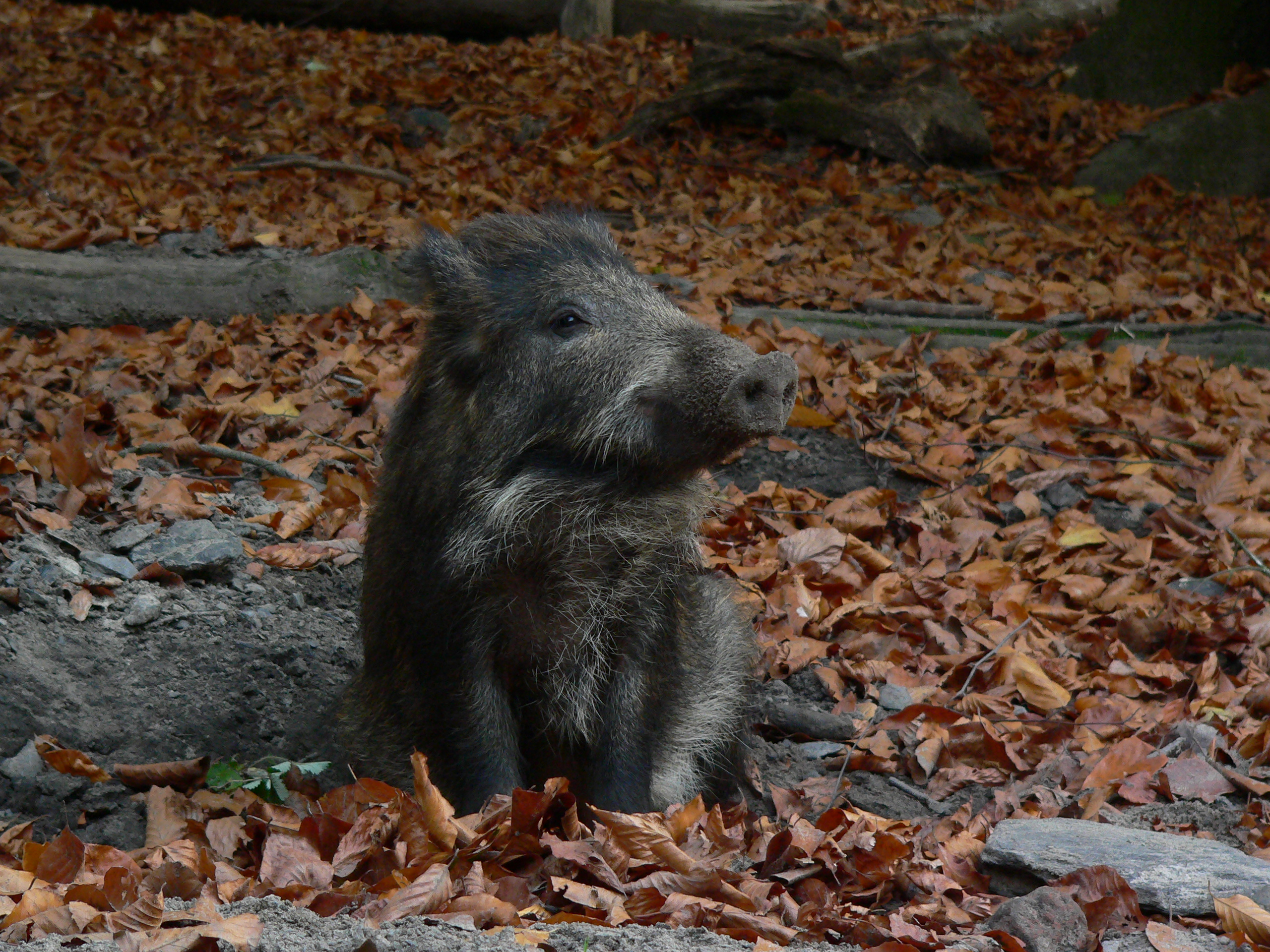 Wildschwein sitzend