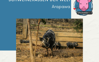 Schweinerassen der Welt – Arapawa Pig