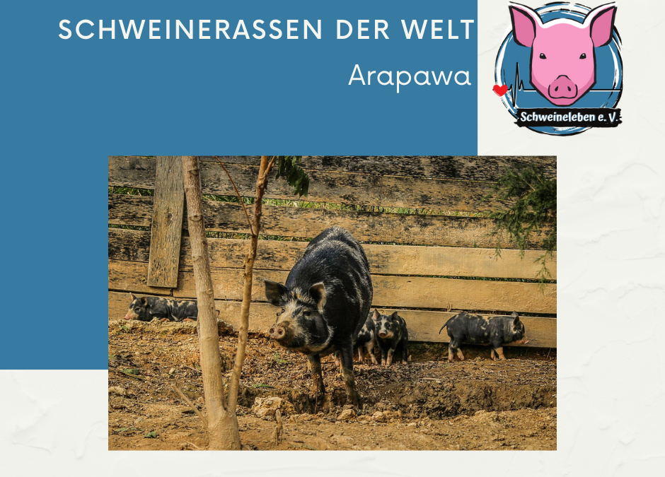 Schweinerassen der Welt – Arapawa Pig