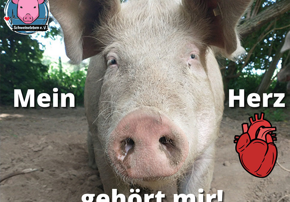 Schweineherz als Ersatz für den Menschen?