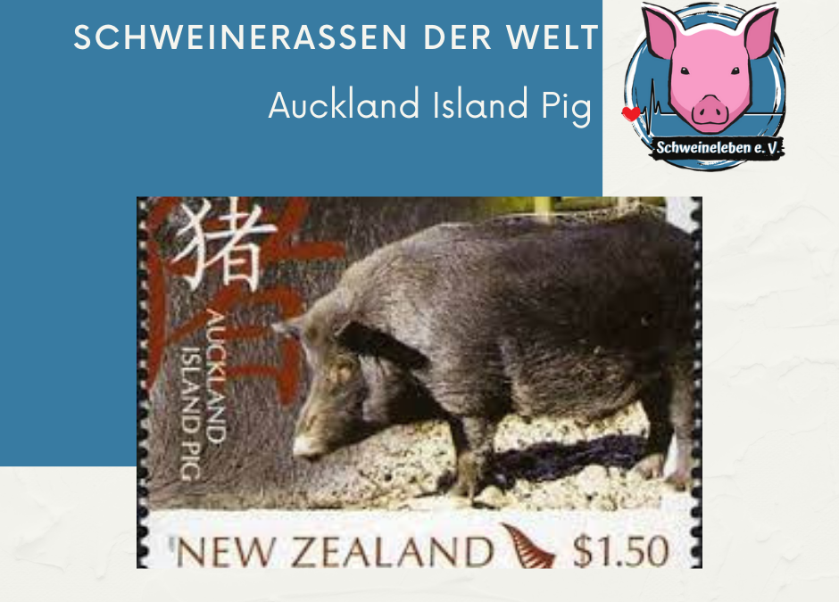 Schweinerassen der Welt - Auckland Island Pig