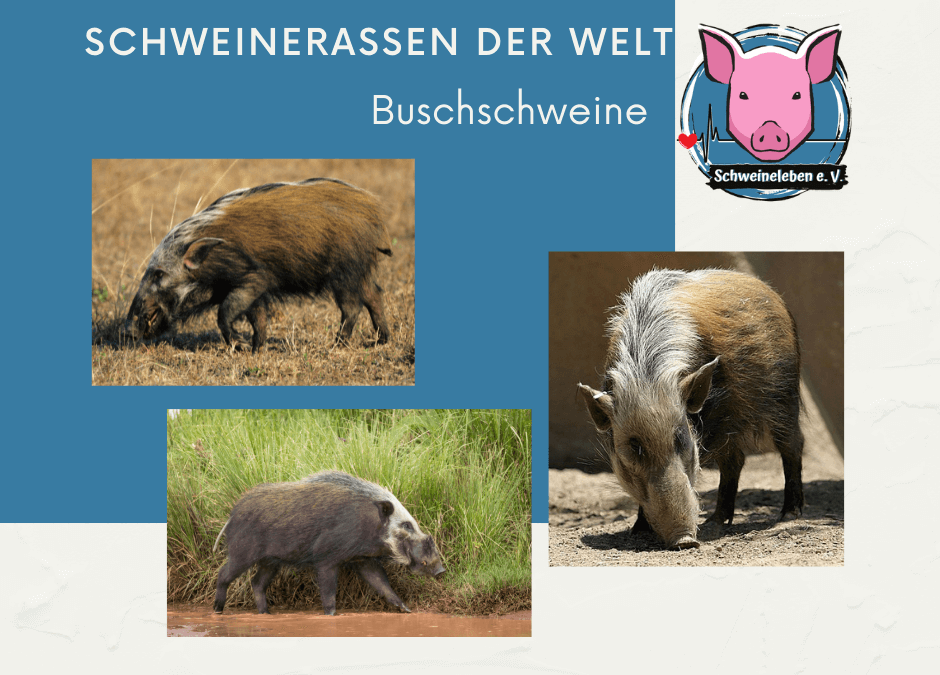 Schweinerassen der Welt - Afrikanische Buschschweine