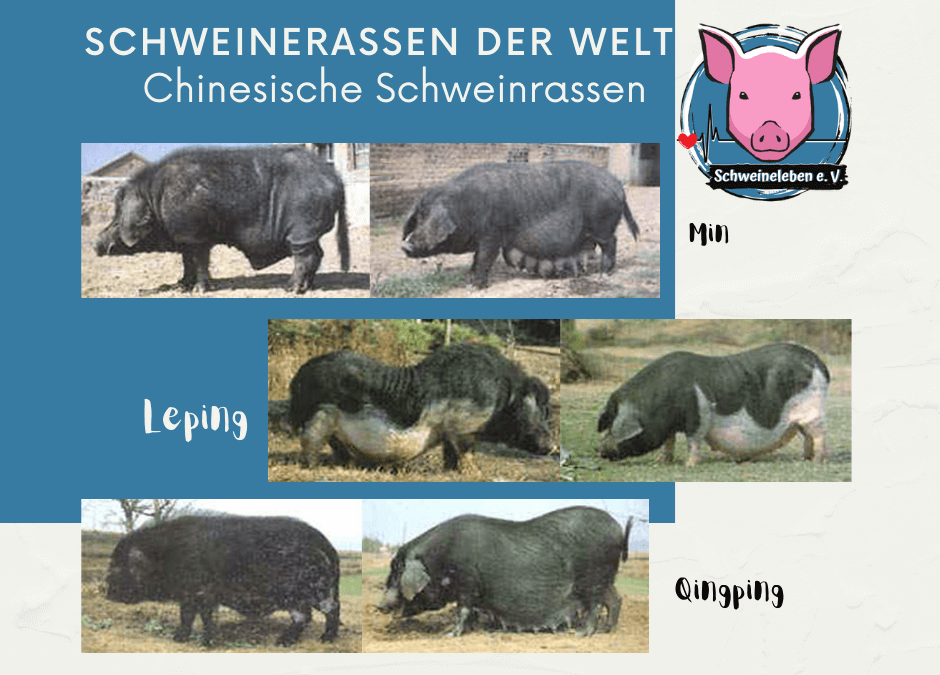 Schweinerassen der Welt - Chinesische Schweinerassen Teil 3